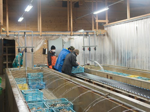 岩牡蠣の生産現場