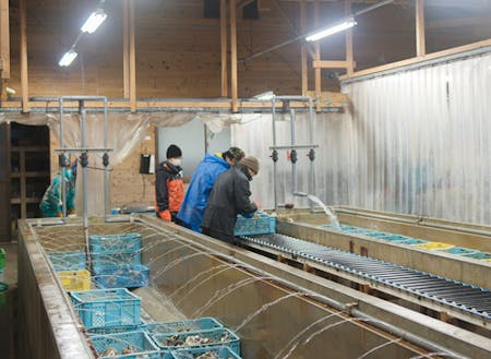 岩牡蠣の生産現場