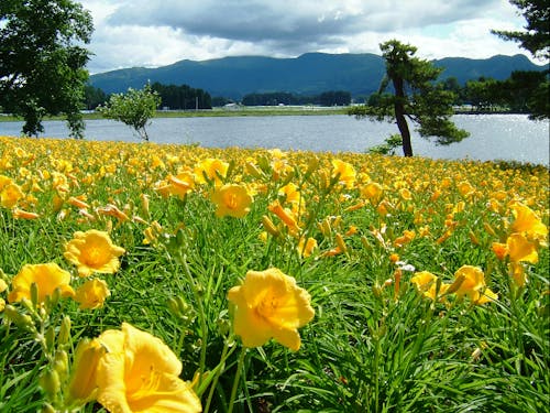 一面咲き誇る花畑を造ります