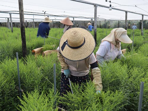 花卉栽培の作業風景
