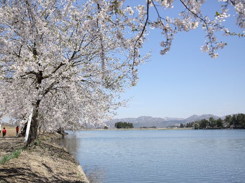 春は湖畔周辺の桜並木