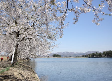 春は湖畔周辺の桜並木