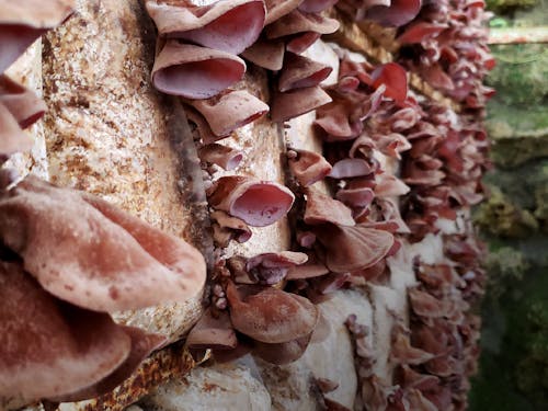 高温多湿な気候とサンゴの石垣蔵が自然に近い環境を再現 (株)南国きのこ苑