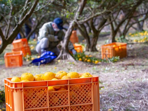 夢中になって作業していると、いつの間にかコンテナがいっぱいに。