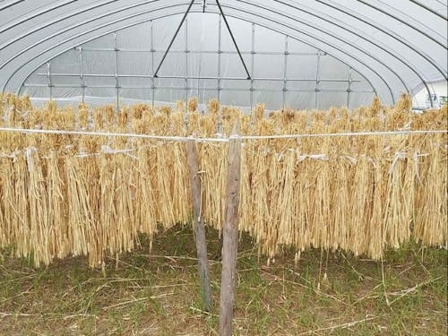 原料となる大麦の栽培から全てが始まります