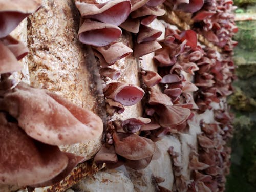 高温多湿な気候とサンゴの石垣蔵が自然に近い環境を再現 (株)南国きのこ苑