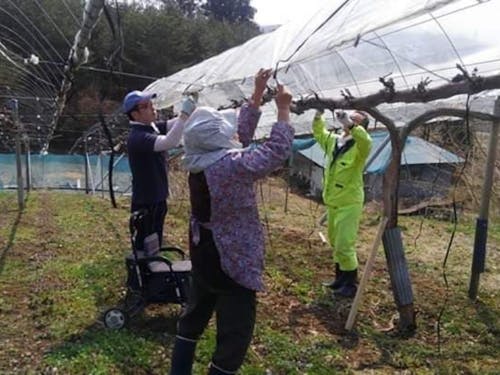 実際の作業風景。雨除け栽培用のビニールかけをしている様子