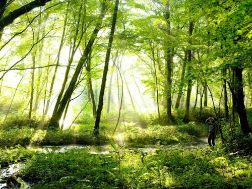 ポロト自然休養林に広がる湿原。春になるとバードウォッチングや山菜取り、夏はキャンプ、秋は紅葉など、多くの人が訪れる。毎日のように散策をする地元の愛好家によって大切に守られてきた。