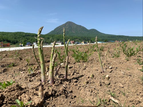 アスパラ栽培の発祥の地として有名です。