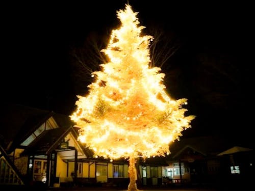 暗いからこそ美しいもみの木