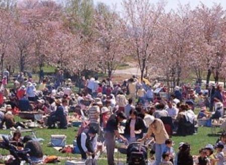 2019年5月6日（月）は「市民桜まつり」が開催されます。