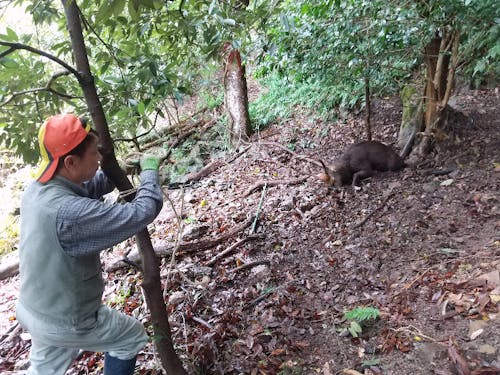 罠にかかったシカと対峙する緊張の一瞬