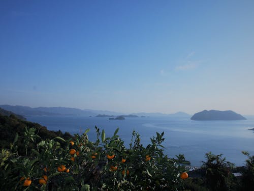 柑橘園地（農業振興型）