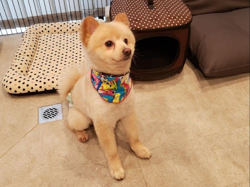 サキタ技研の看板犬、小太郎くん♪