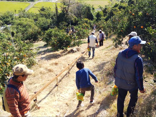 観光農園みかん園の写真です。ほか、メロンやイチゴもあります。