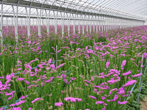 写真はスターチスです。御坊市は有数の産地となっています。