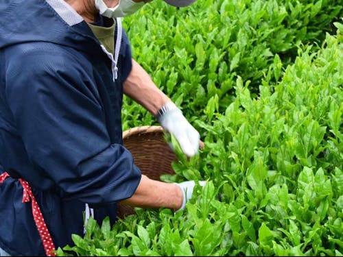 お茶畑の様子（写真提供：地域の農家さん「坂本屋」）