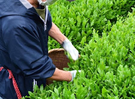 お茶畑の様子（写真提供：地域の農家さん「坂本屋」）