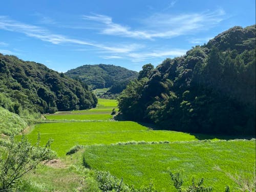 桜山総合公園の入り口から臨む豊かな棚田