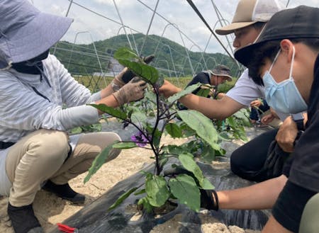 夏野菜の栽培方法を学ぶ受講生