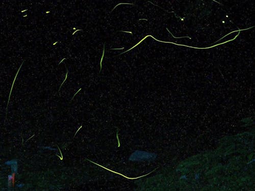 天竜川支流のあい川に飛ぶ蛍