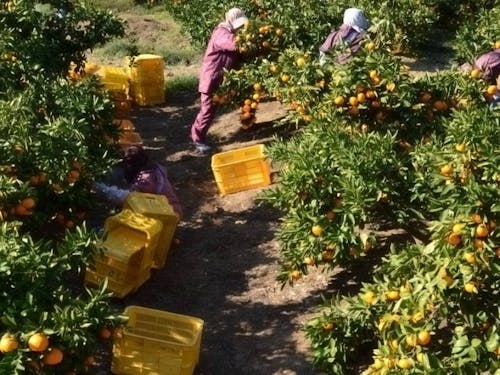 『栽培する土地にあった循環のしくみで土壌を豊かにし、そこから恵みとしての収穫を得る』のが土実樹の栽培ポリシ