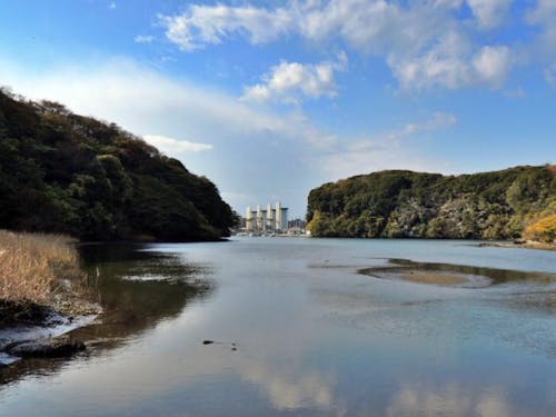 近隣の小網代の森で6年前に撮影したシーボニア