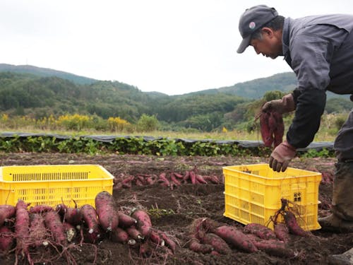 佐藤 松美氏（松や農園）