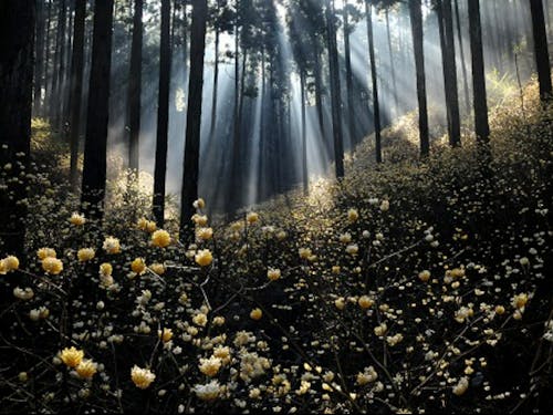 幻想的に咲くミツマタ(焼森山)