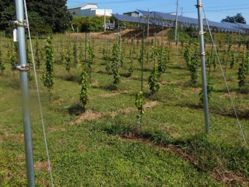 現協力隊員が実際に栽培しているぶどう園地