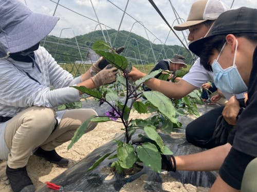 夏野菜の栽培のコツを学ぶ受講生