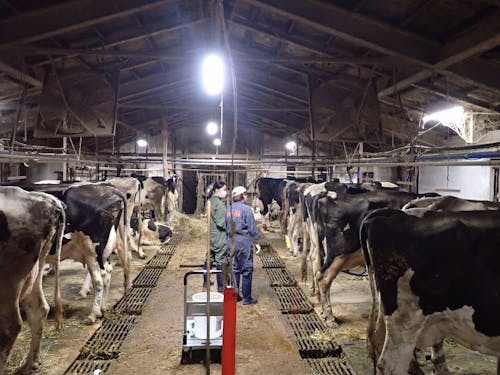 牛乳を搾る朝夕の搾乳は1年365日続きます