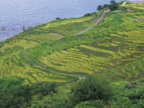 能登：千枚田