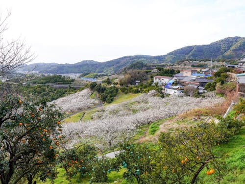 上秋津地域の風景