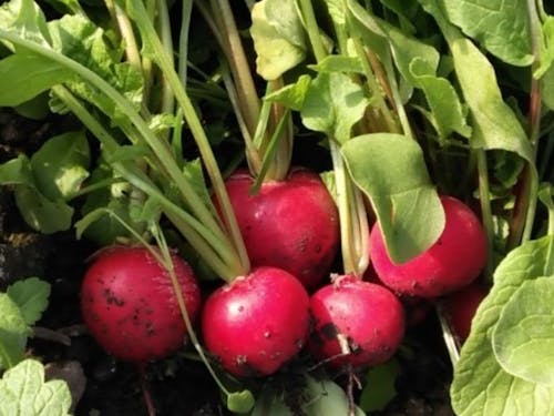 新鮮野菜は、真っ先に試食します！（美味しさを伝えるために！）