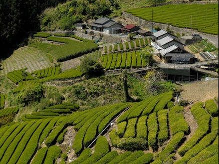 引佐地域の茶畑