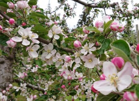 ５月にはりんごの花が満開になります。