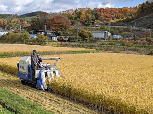 コメ農家での収穫作業風景