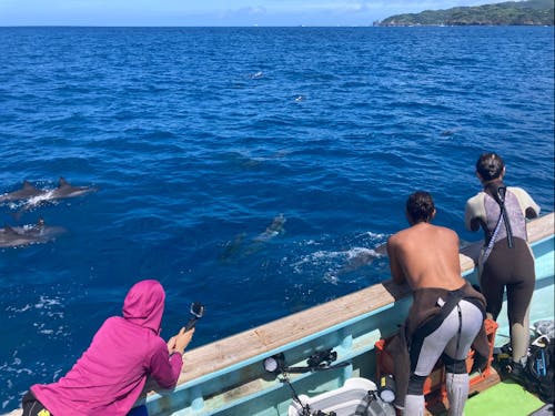 イルカも泳いでます