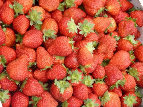 蜷川地区の特産品は甘~いイチゴ。