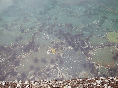 ガンガゼウニによる磯焼けの現状