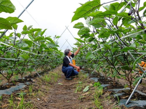 わが子のように育てるナス(富岡市)