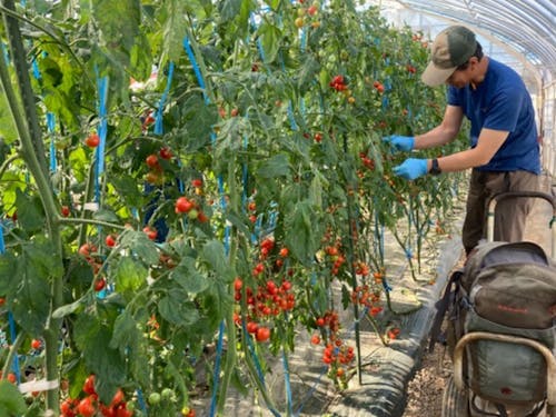 6月~9月はミニトマト収穫アルバイトも!