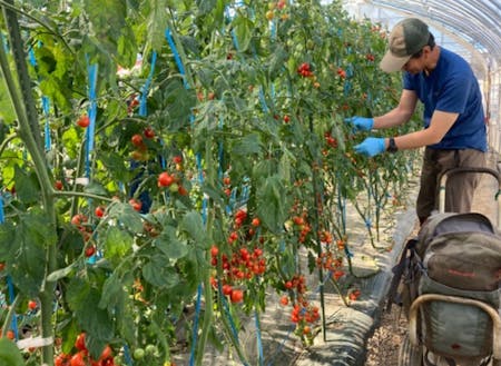 6月～9月はミニトマト収穫アルバイトも！