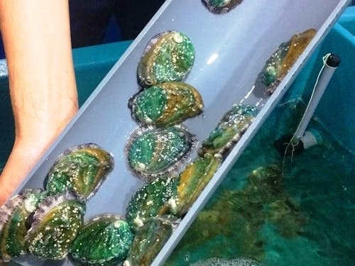 パイプを切って作った手作りハウス アワビの家