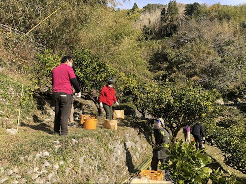 水谷さんが実施した文旦収穫体験の様子
