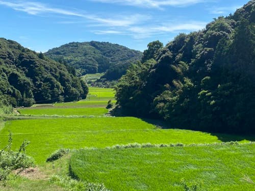 桜山総合公園の入り口から臨む豊かな棚田