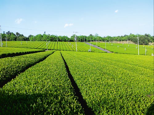 美しい茶畑が広がります