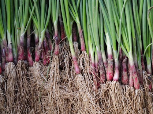 玉ねぎの苗