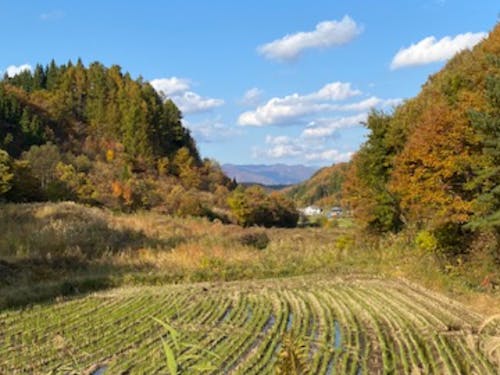 私の田んぼです